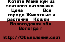 Котята Мейн-кун из элитного питомника › Цена ­ 20 000 - Все города Животные и растения » Кошки   . Вологодская обл.,Вологда г.